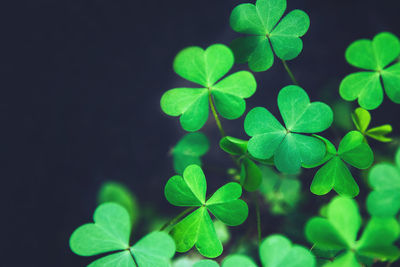 Close-up of green shamrock leaves on dark background. st. patrick day backdrop