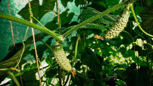 Close-up of plant