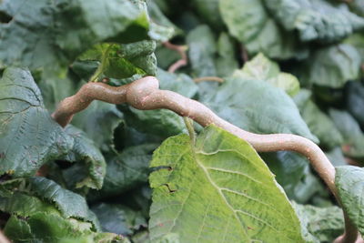 Close-up of wet leaves on plant