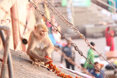 Low angle view of monkey on railing