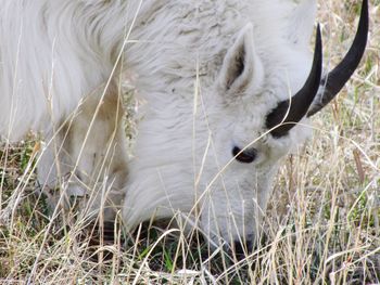 Close-up of sheep grazing on field