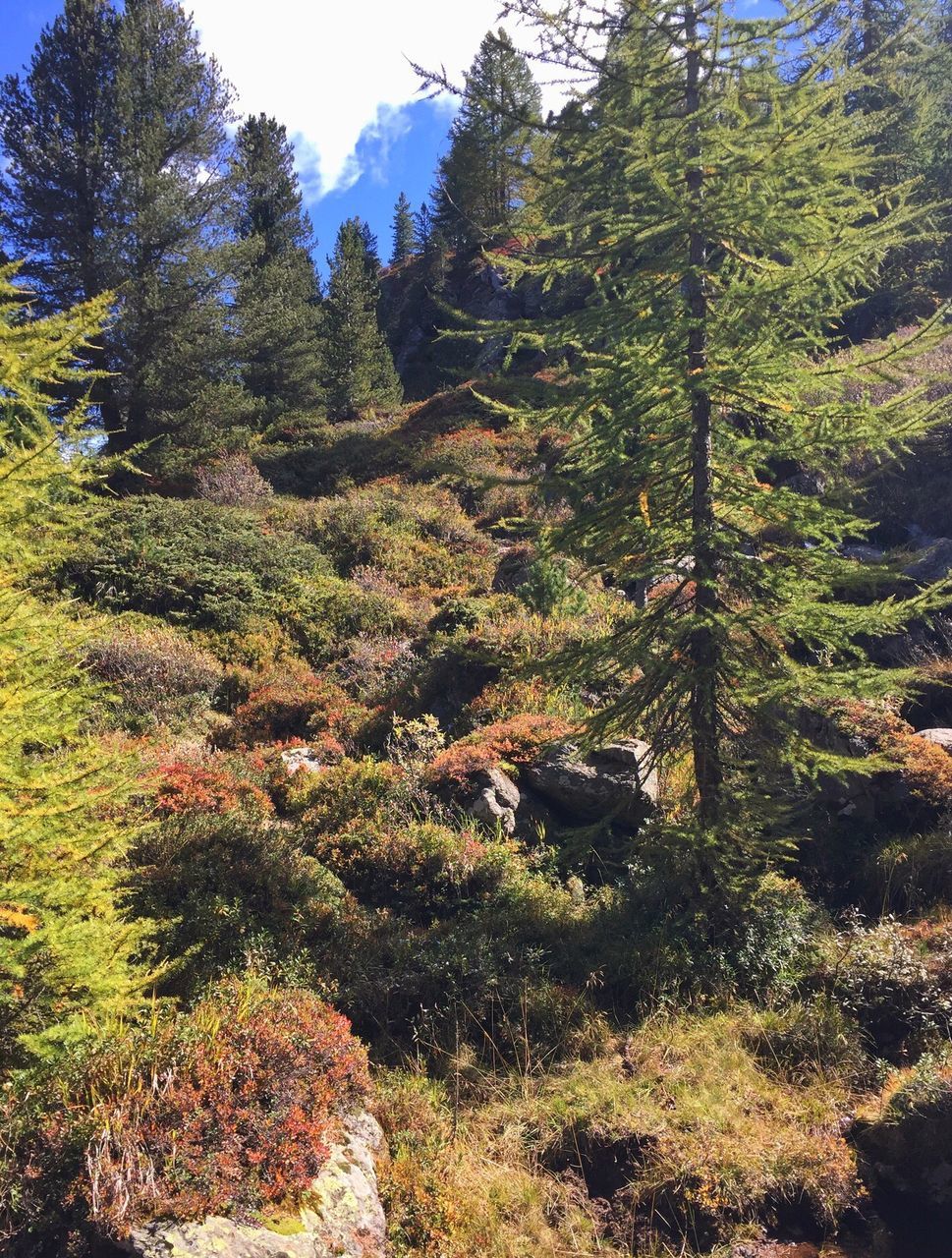 tree, nature, forest, beauty in nature, tranquility, tranquil scene, growth, day, no people, scenics, non-urban scene, outdoors, landscape, sky