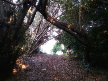 Trees in forest