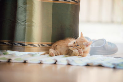 Kitten sitting on rug at home