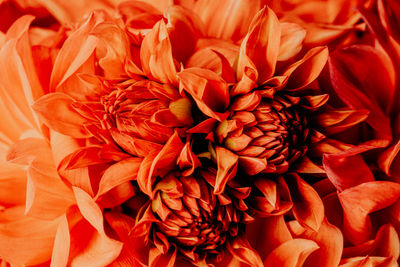 Full frame shot of red dahlia