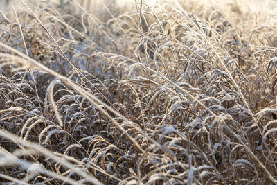 Close-up of stalks in field