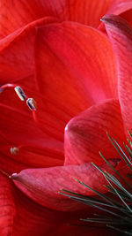 Macro shot of red rose flower