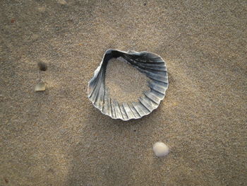 Seashell on sand