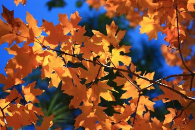 Close-up of maple leaves against blue sky