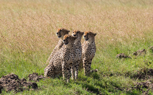 Cheetahs in a field 