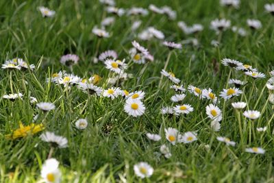 Close-up of flowers and grass