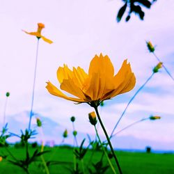 Close-up of yellow flowering plant on field against sky