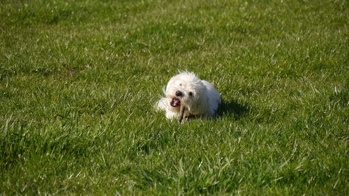 Little white dog biting a bough , laying on fresh green grass