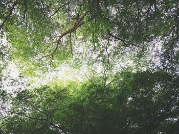 Low angle view of trees in forest