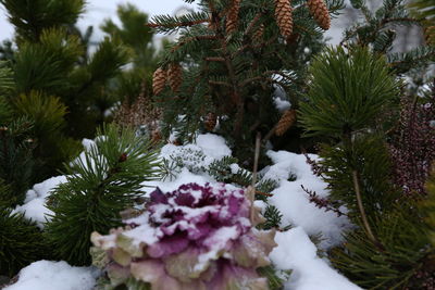 Close-up of dog on tree during winter
