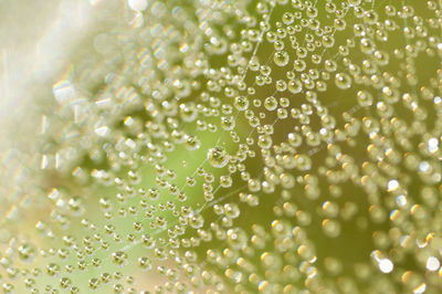 Close-up of water drops on plant