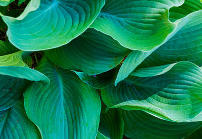 Full frame shot of green leaves