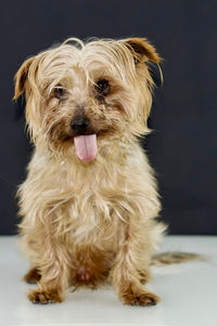 Portrait of dog sticking out tongue