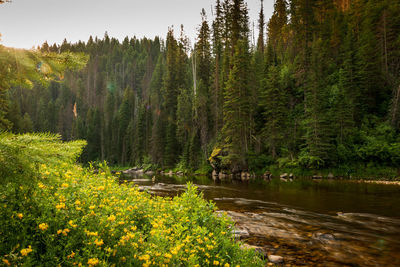 Scenic view of lake amidst trees in forest