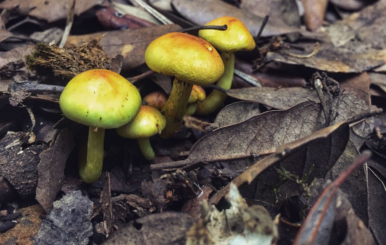 food and drink, leaf, no people, fruit, growth, nature, outdoors, day, close-up, freshness, food, mushroom, yellow, beauty in nature