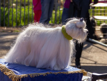 Close-up of a dog