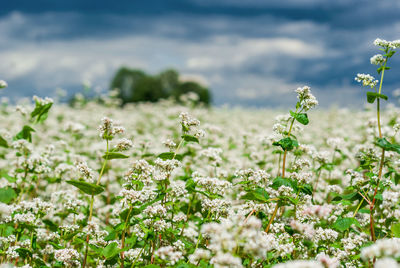 Close-up of plants growing on field