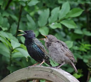 Starlings perching on a fence