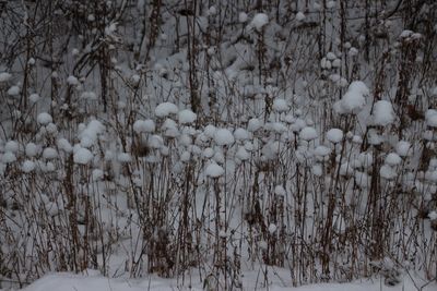 Frozen plants against trees during winter