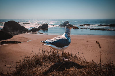 Seagulls on beach against sky