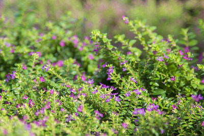 Close-up of purple flowering plants on field