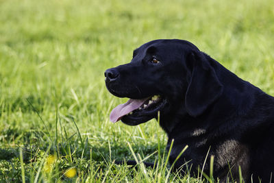 Black dog looking away