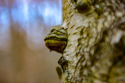 Close-up of mushroom on tree trunk