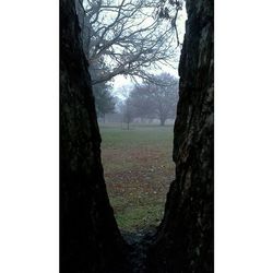 Bare trees on grassy field