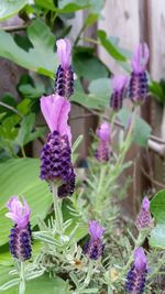 Close-up of purple flowers