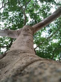 Low angle view of tree trunk in forest