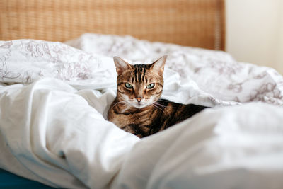 Portrait of cat relaxing on bed at home