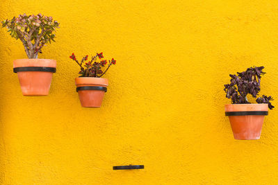 Potted plants mounted on yellow wall