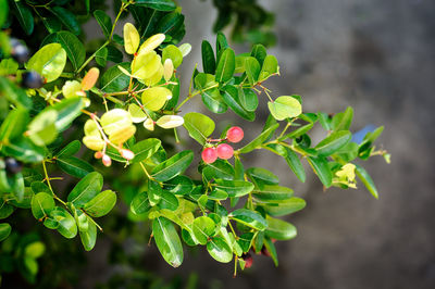 Close-up of flowering plant