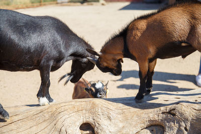 Goats fighting on fallen tree during sunny day