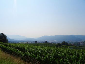 Scenic view of field against clear sky