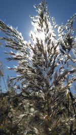 Low angle view of plants against clear sky