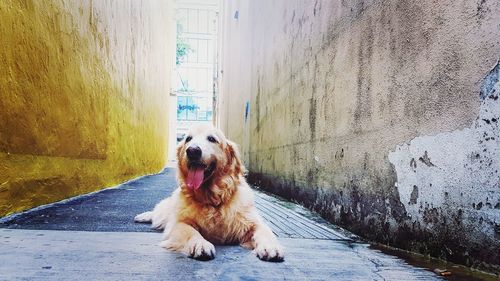 Portrait of dog sitting on floor