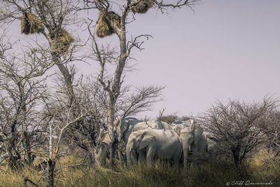 View of elephant on field against sky