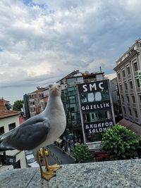 Seagull perching on a building