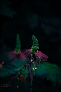 Close-up of purple flowering plant