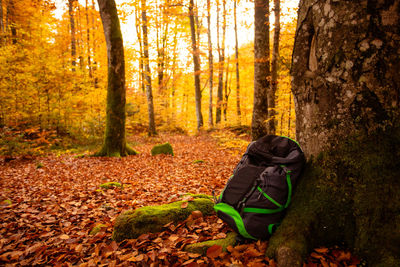 Rear view of man standing in forest