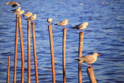 Seagulls perching on a lake