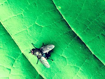 Close-up of butterfly on leaf