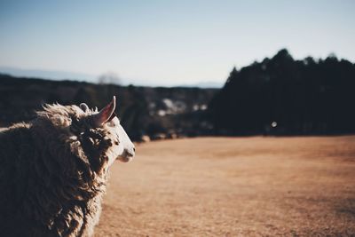 View of a horse on field