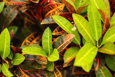 High angle view of leaves on plant in field